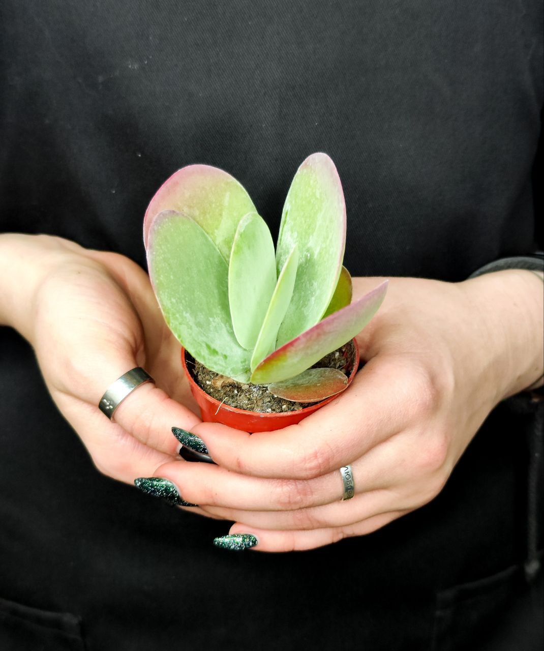 Каланхоэ Тирсифлора Ред Липс (Kalanchoe Thyrsiflora Red Lips) D5см