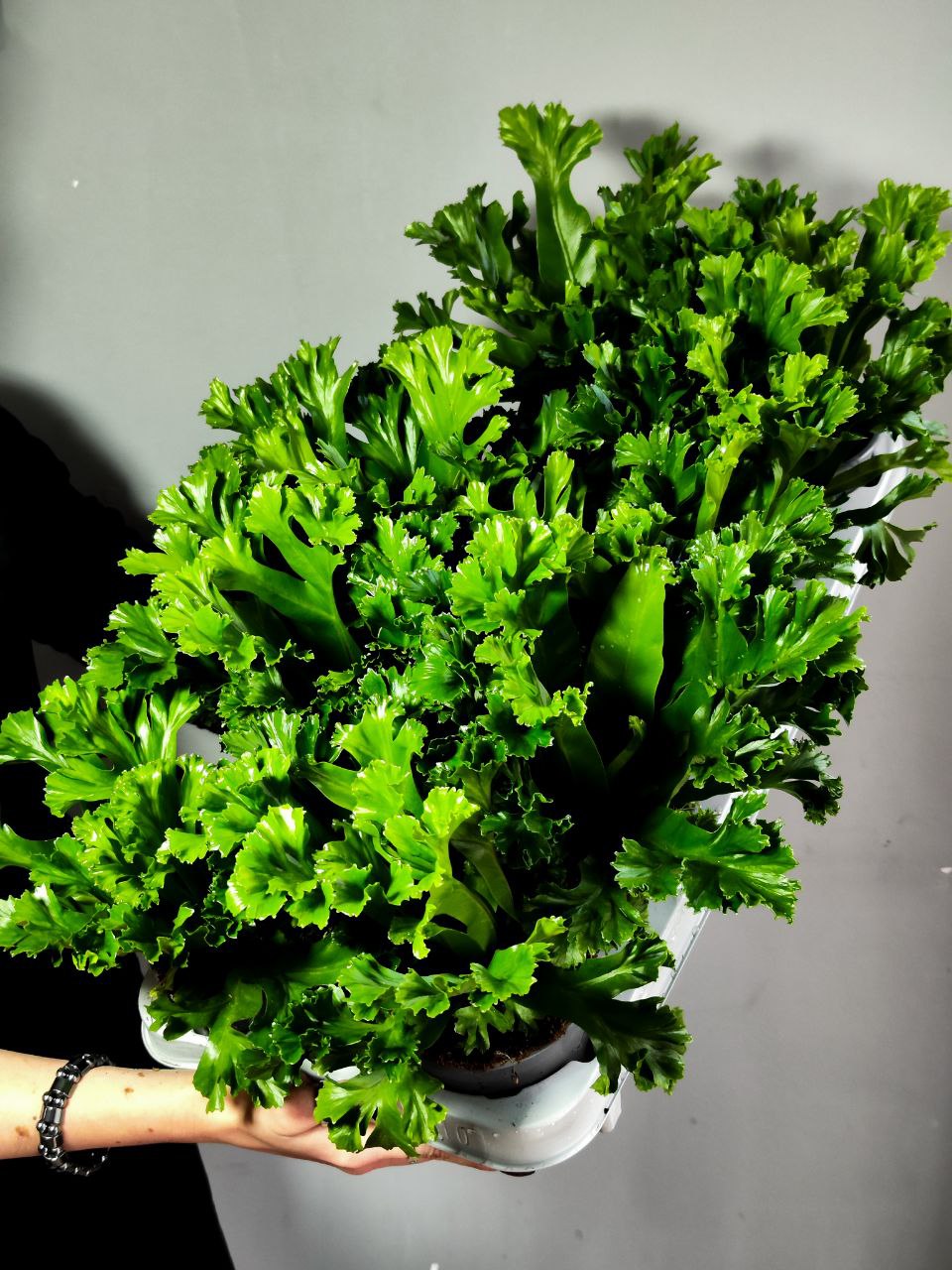 Папоротник Асплениум Лесли (Asplenium Antiquum Leslie) D11см