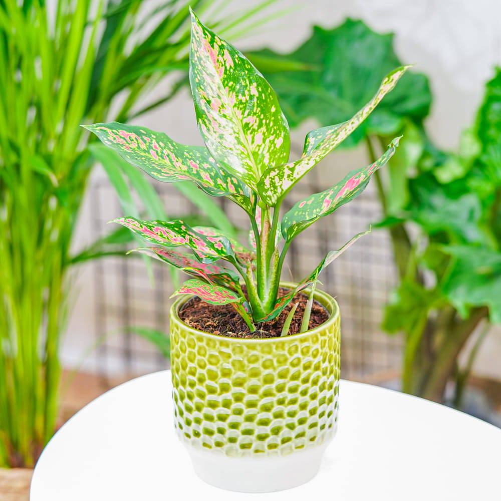 Аглаонема Пинк Леопард (Aglaonema Pink Leopard) D12см