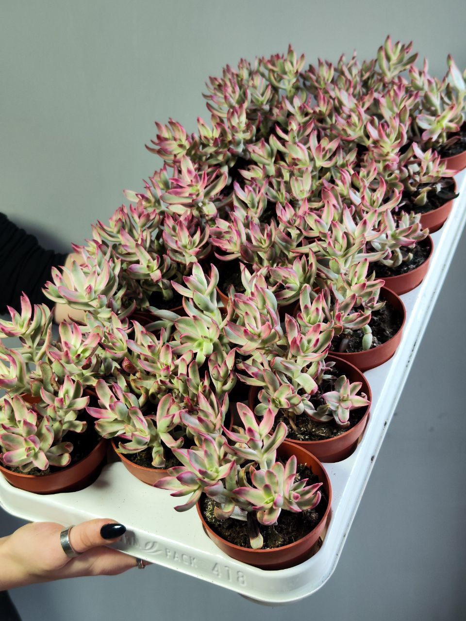 Крассула Рубрикаулис (Crassula Rubricaulis) D8,5см