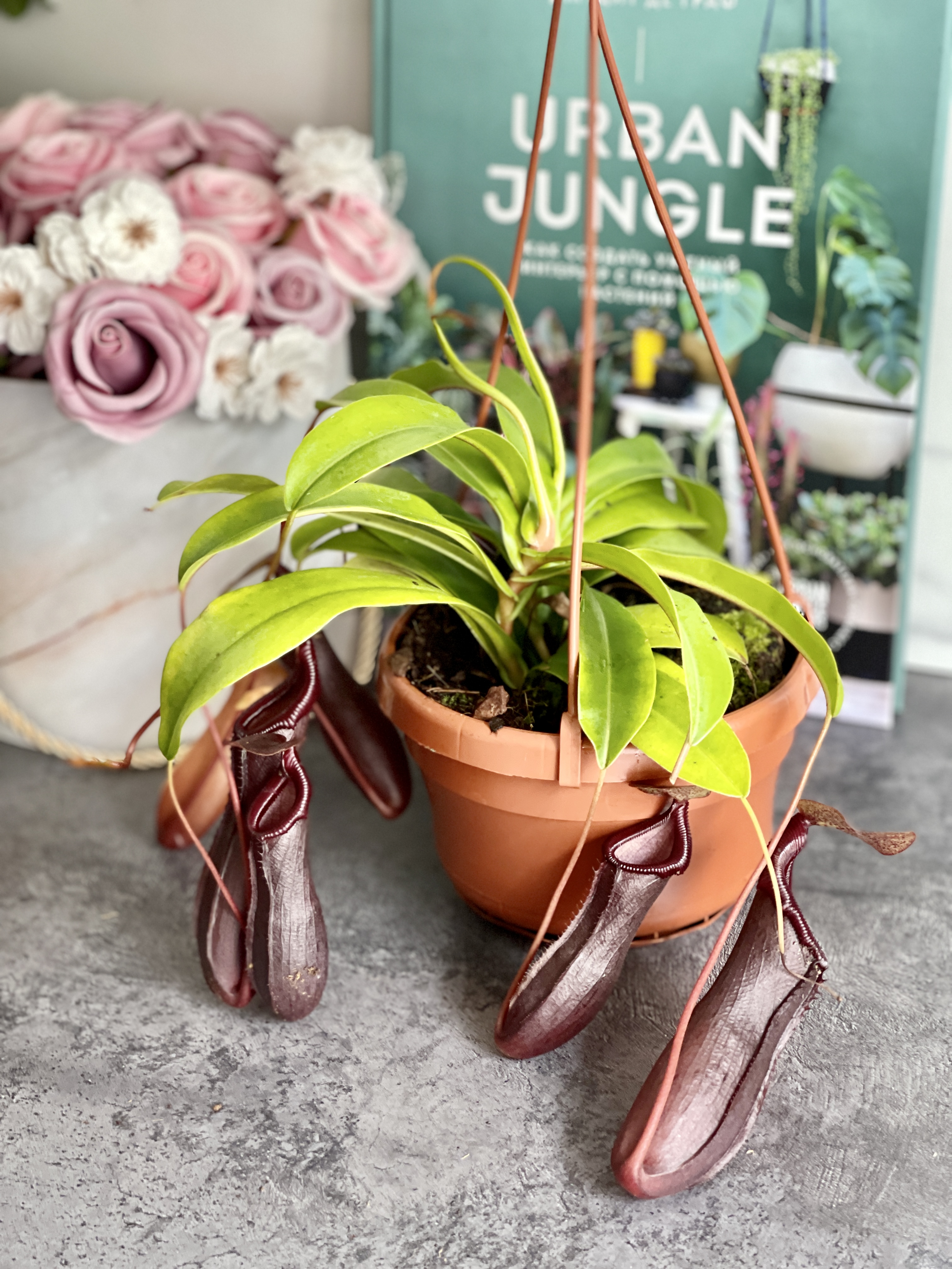 Непентес Алата (Nepenthes Alata) D14см в подвесном кашпо