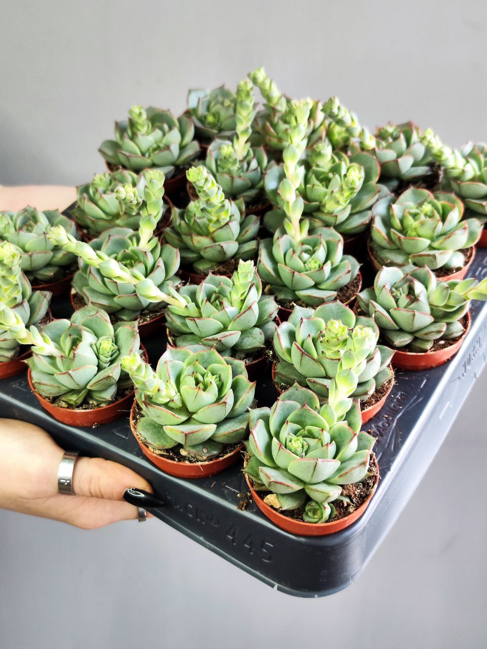 Эхеверия Фабиола (Echeveria Fabiola) D5см