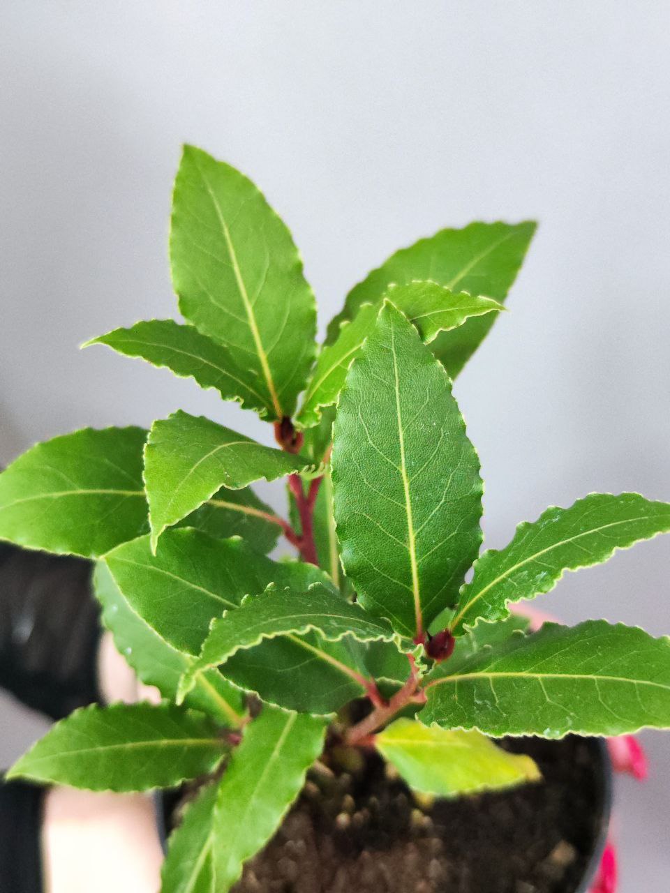 Лавр Благородный, или Лавровое дерево (Laurus Nobilis) D11см