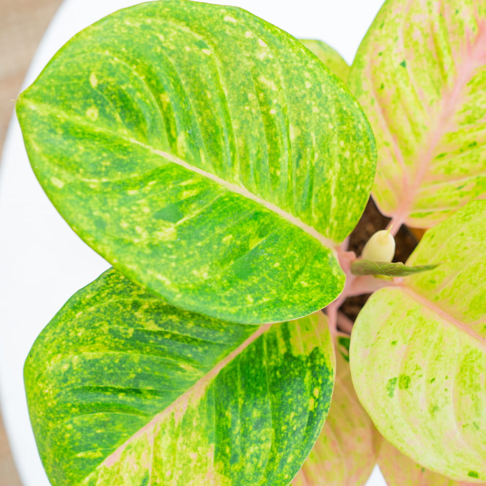 Аглаонема Эпл Фэнтези (Aglaonema Apple Fantasy) D12см