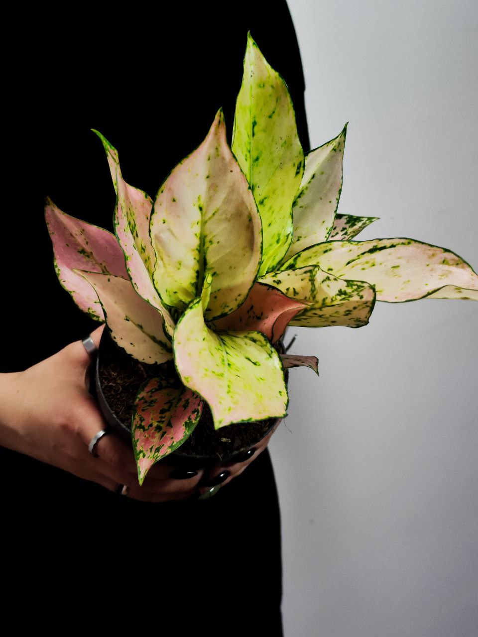 Аглаонема Рози (Aglaonema Rosy) D12см
