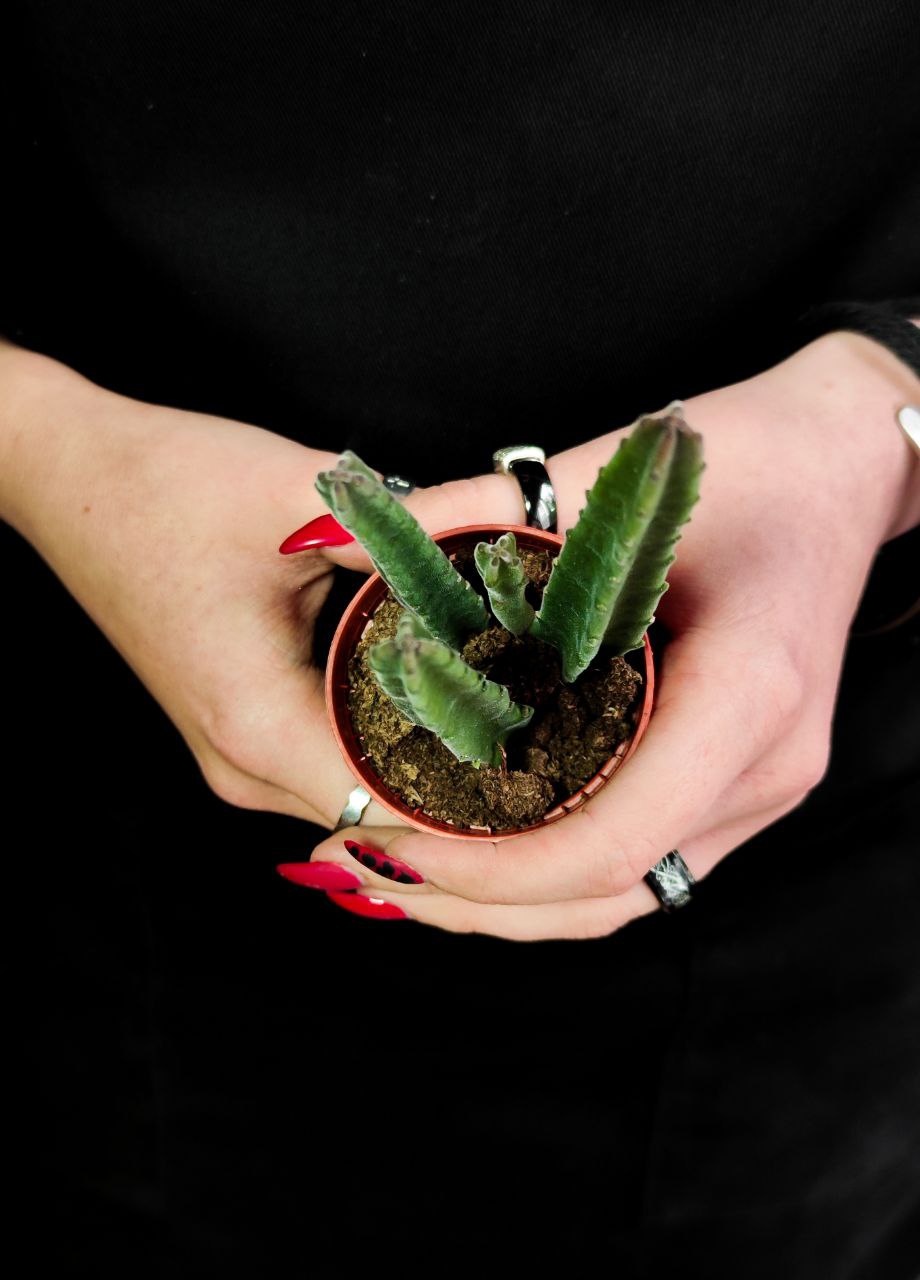 Стапелия Лиэндерзи (Stapelia Leendertziae) D5см