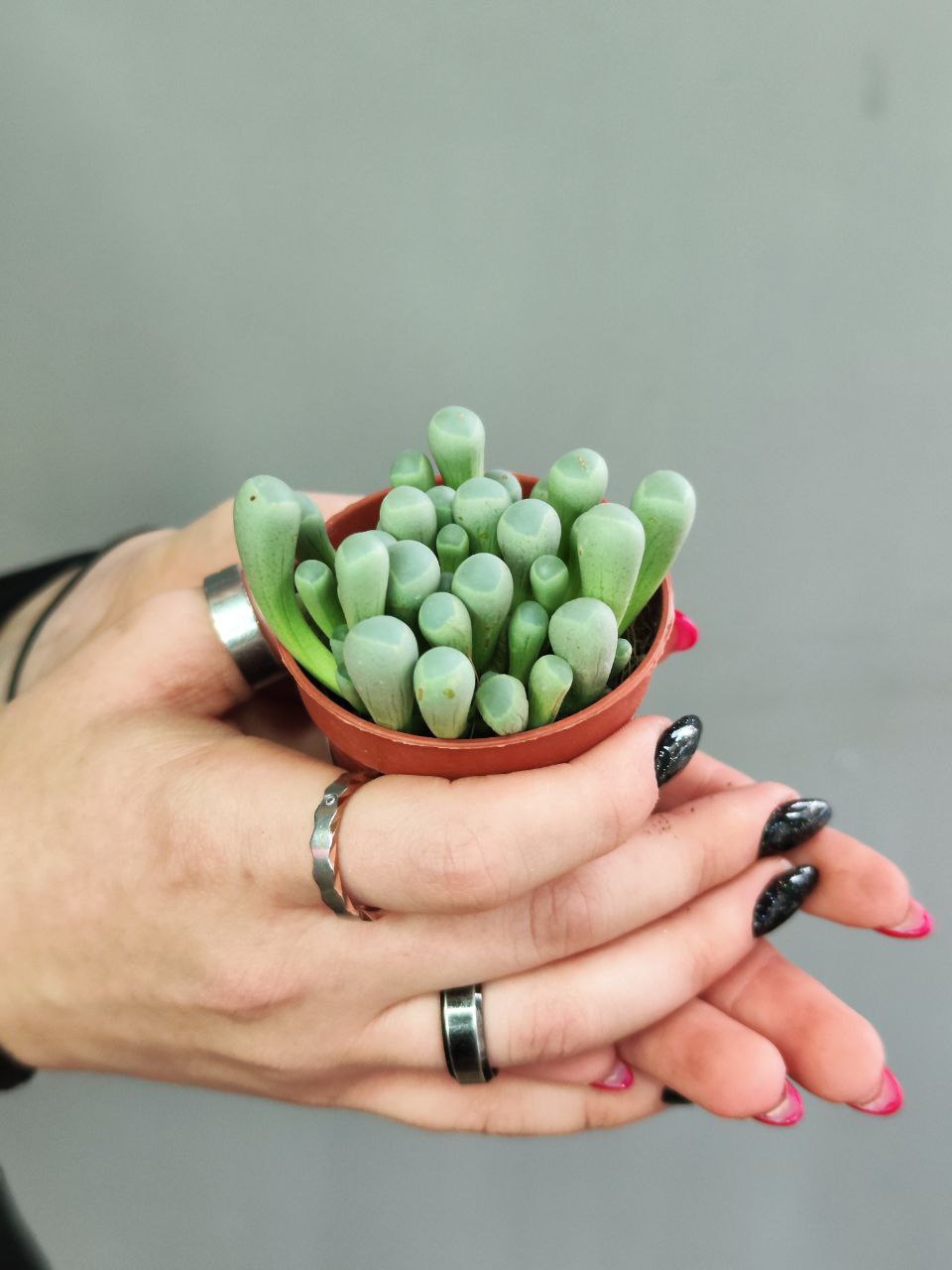 Фенестрария Булаволистная Ропалофилла (Fenestraria Rhopalophylla) D5см