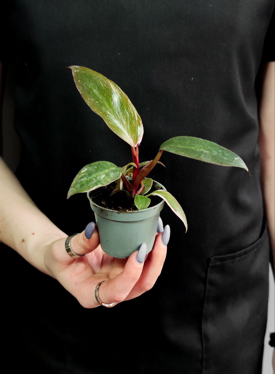 Филодендрон Пинк Принцесс (Philodendron Pink Princess) D6см