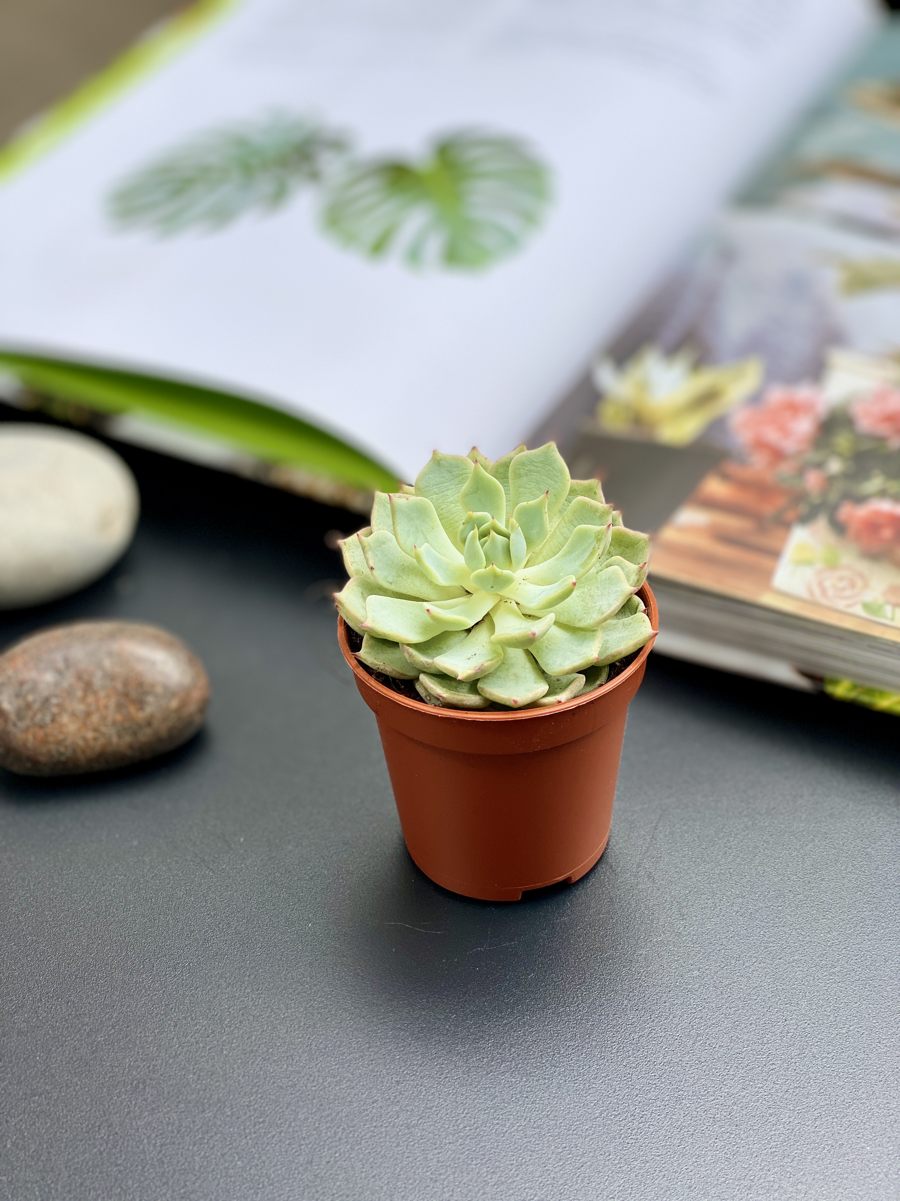 Эхеверия Деренберга Грин (Echeveria Derenbergii Green) D5см