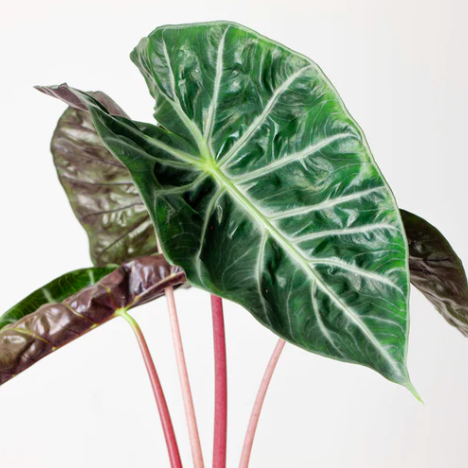 Алоказия Пинк Драгон (Alocasia Pink Dragon) D12см