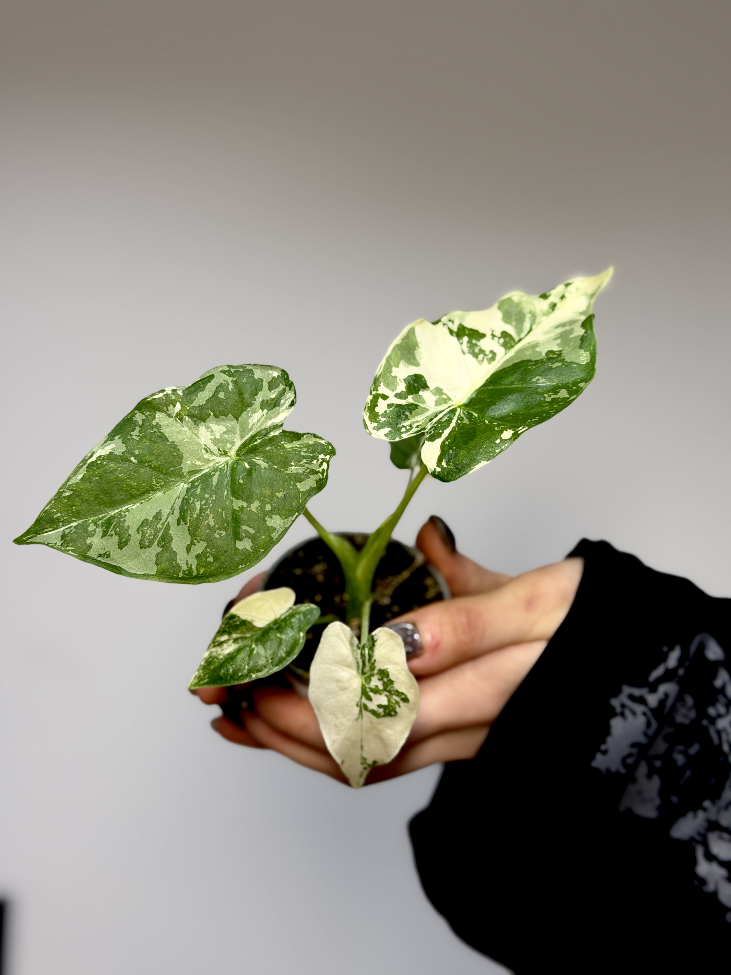 Алоказия Гагеана Альба Вариегатная (Alocasia Gageana Albo Variegata) D6см