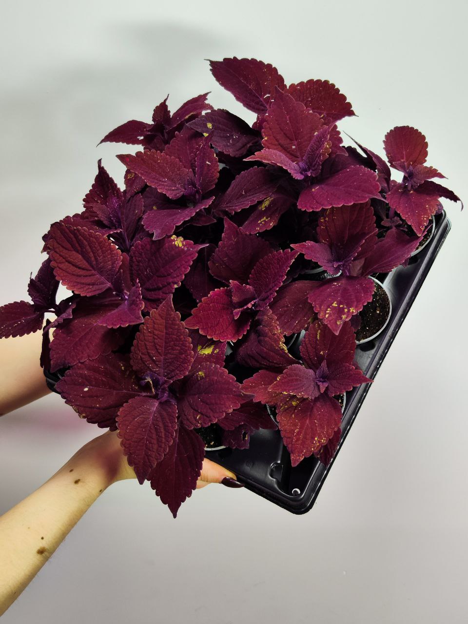 Колеус Секонд Стрит (Coleus Second Street) D6см