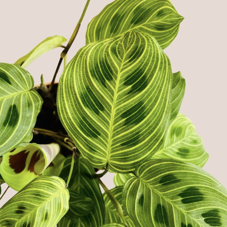 Маранта Голден Вейнс (Maranta Leuconeura Golden Veins) D6см