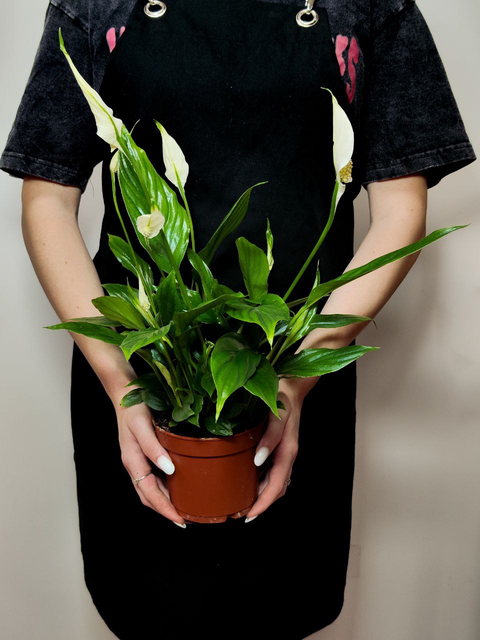 Спатифиллум Беллини (Spathiphyllum Bellini) D12см