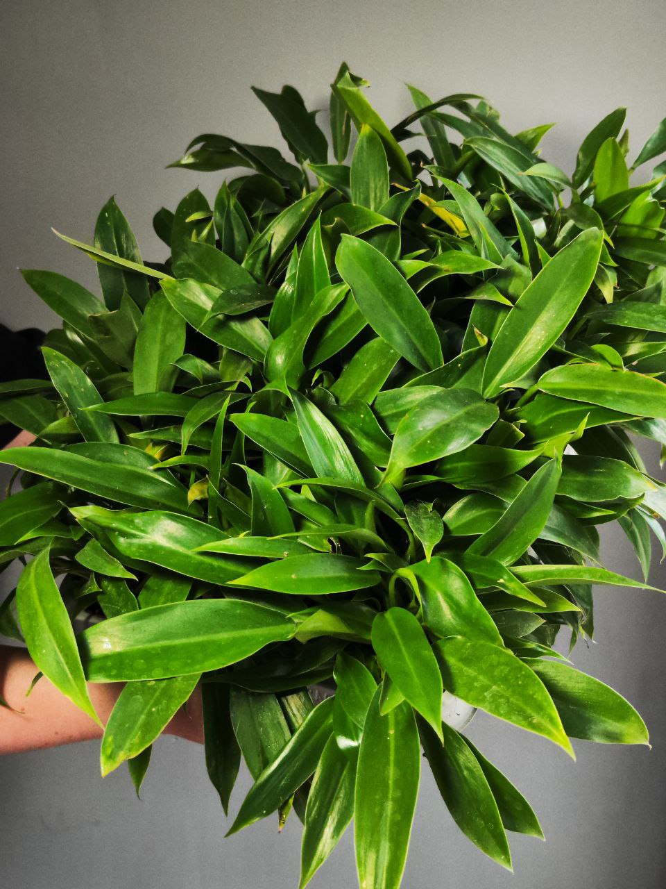 Филодендрон Марциуса (Philodendron Martianum) D8см