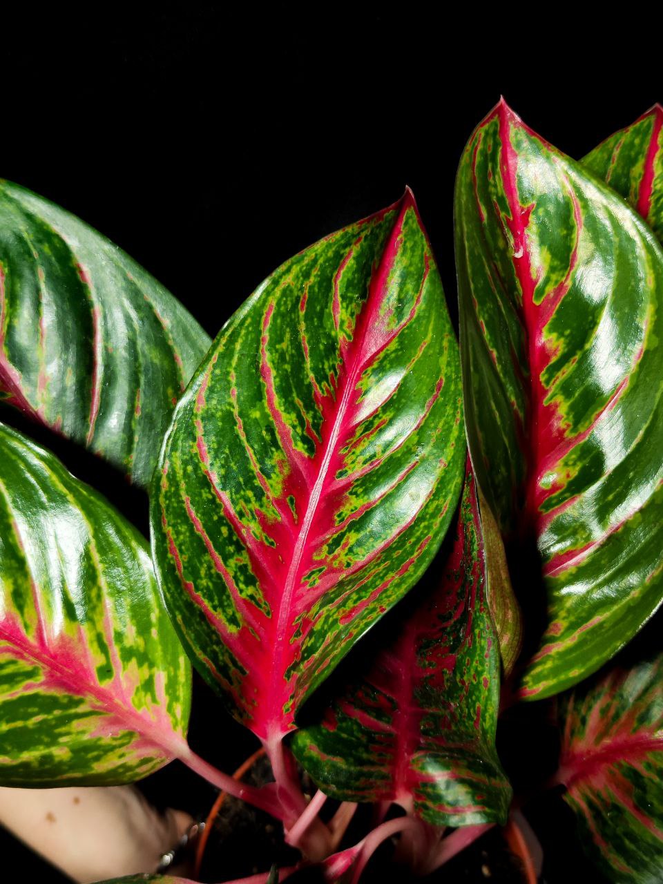 Аглаонема Парадиз Ред (Aglaonema Paradise Red) D12см