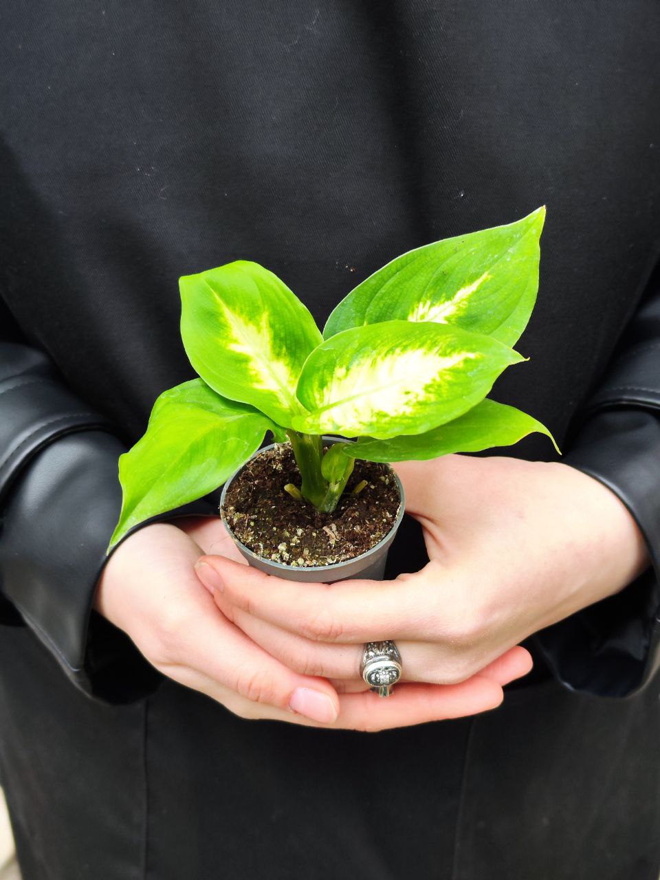 Диффенбахия Пятнистая Камилла (Dieffenbachia Maculata Camilla) D6см
