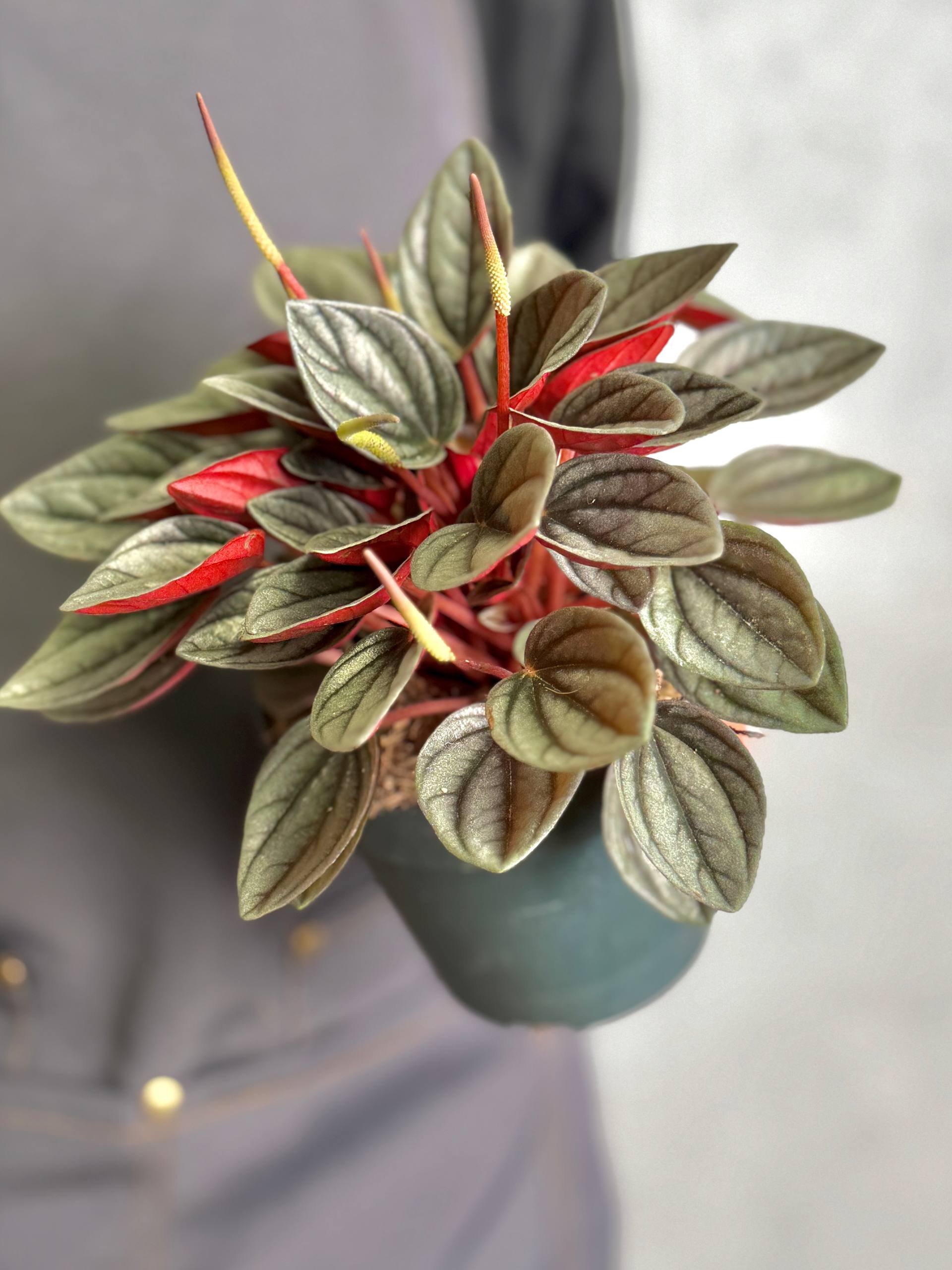 Пеперомия Каперата Санторини (Peperomia Santorini) D12см