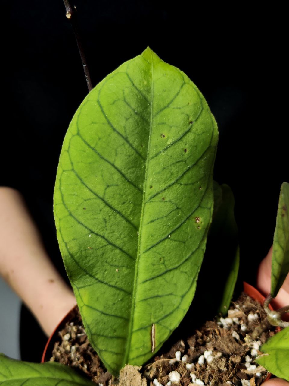 Хойя Сабах (Hoya Callistophylla Sp. Sabah) D12см