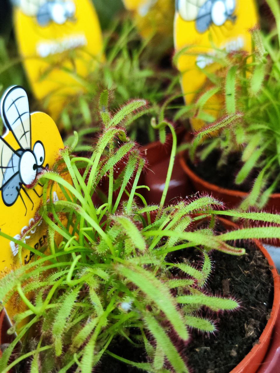 Росянка Капская (Drosera Capensis) D9см