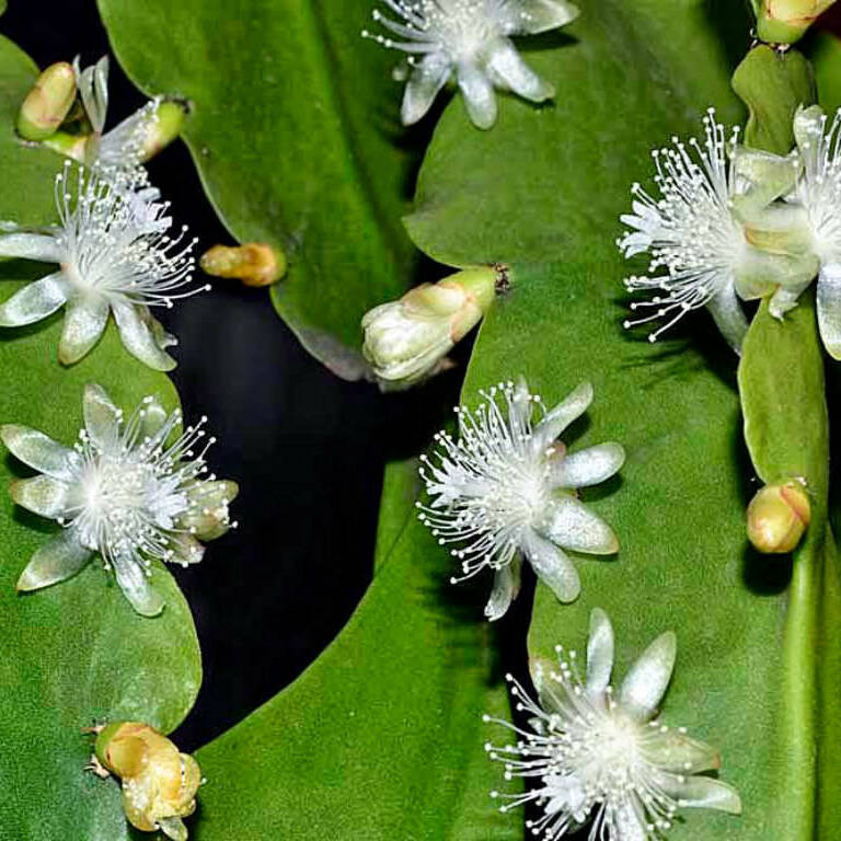 Рипсалис Криспата (Rhipsalis Crispata) D5см