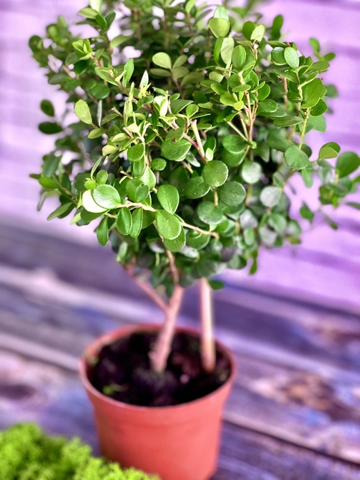 Мирсина Африканская (Myrsina Аfricana) D8,5см