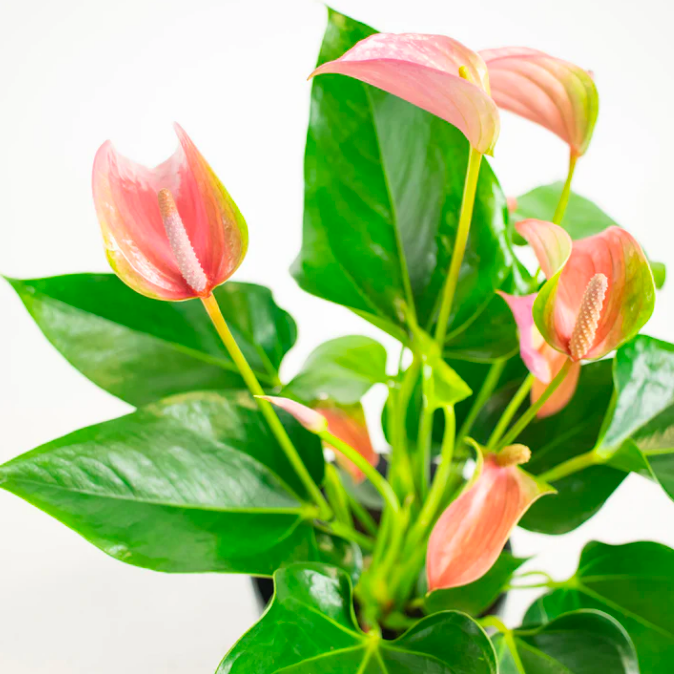 Антуриум Андреанум Джоли Пич (Anthurium Andreanum Joli Peach) D9см