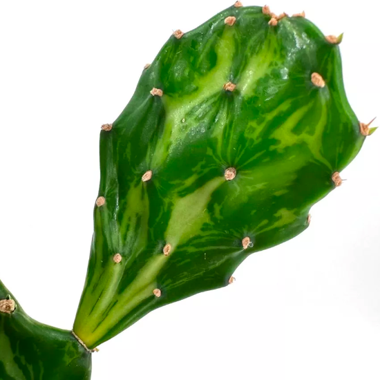 Опунция Ямайская Вариегатная (Opuntia Jamaicensis Variegata Ghost) D6см