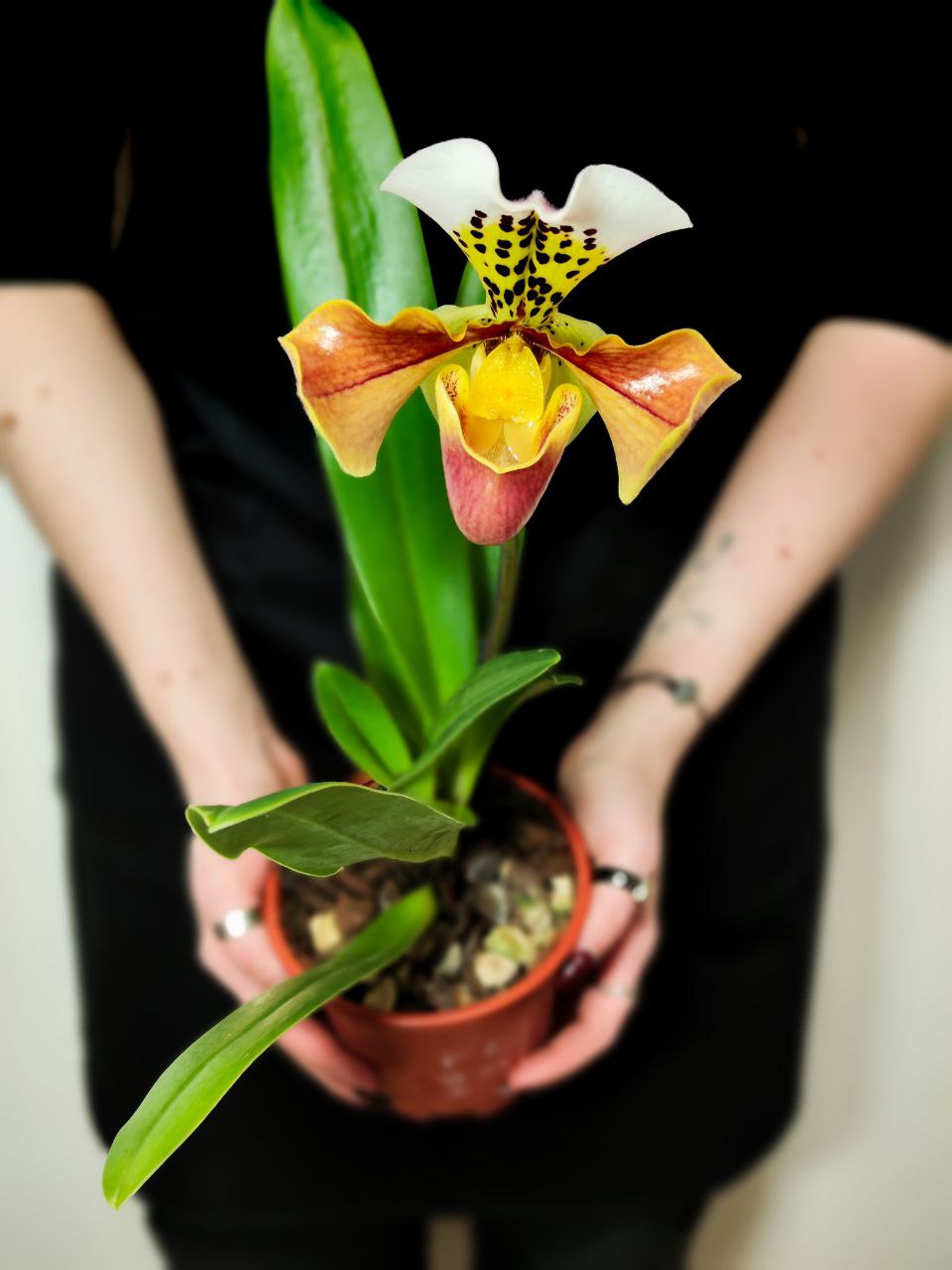 Пафиопедилум Американский Гибрид (Paphiopedilum American Hybrid) D12см
