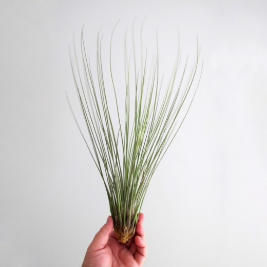 Тилландсия Ситниковая (Tillandsia Juncea)