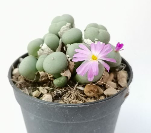Конофитум Пирсона (Conophytum pearsonii) D5см