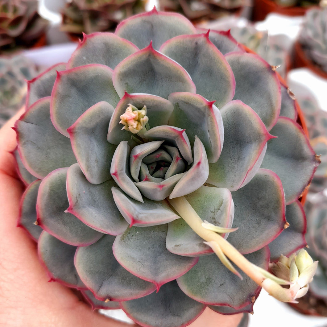 Эхеверия Геркулес (Echeveria Hercules) D5см