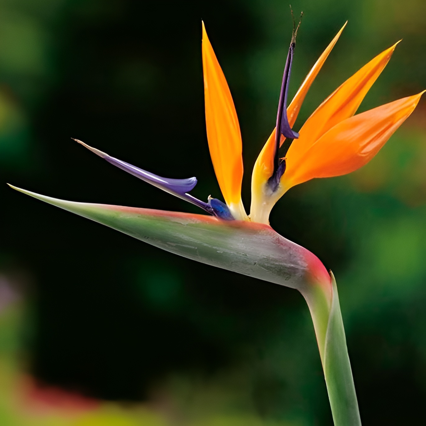 Стрелиция (Strelitzia) D12см