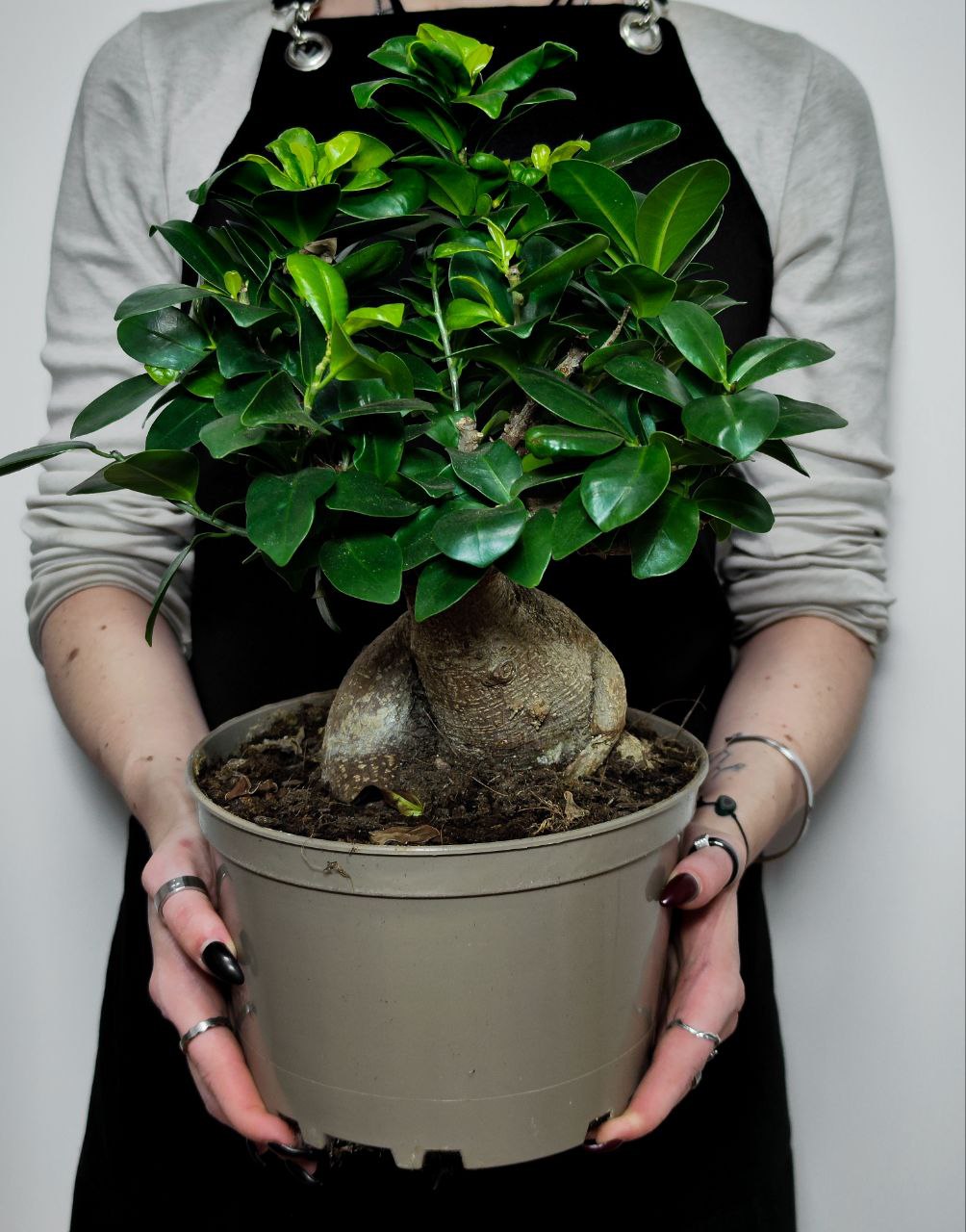 Фикус Микрокарпа (Ficus Microcarpa) D20см