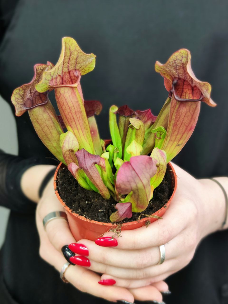 Саррацения Марун (Sarracenia Maroon) D9см