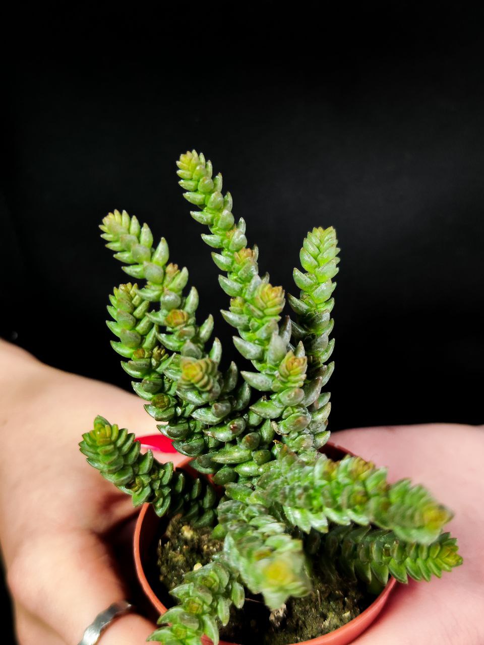 Крассула Мускоза (Crassula Muscosa) D5см