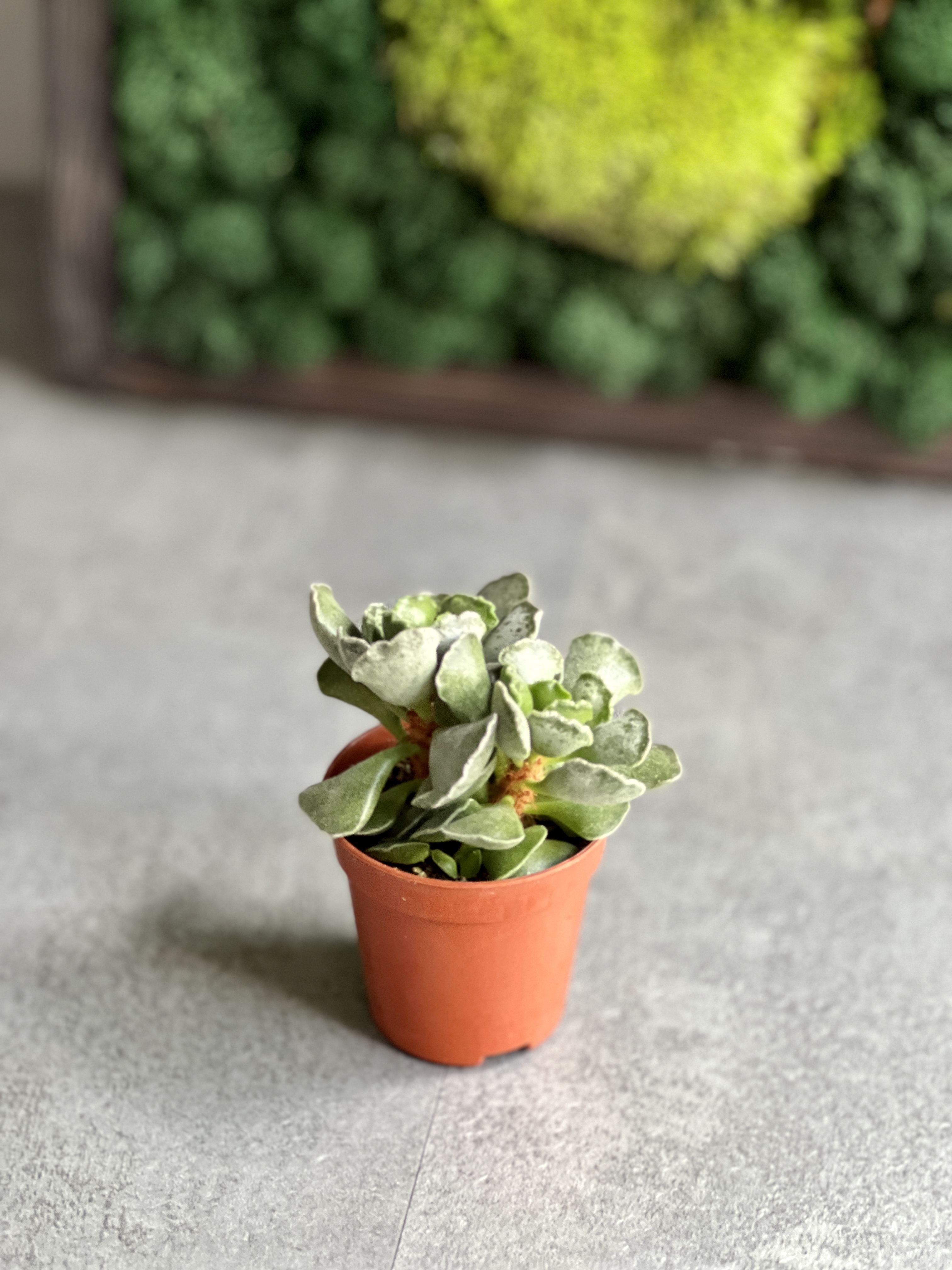 Адромискус Гребенчатый (Adromischus Cristatus) D5см