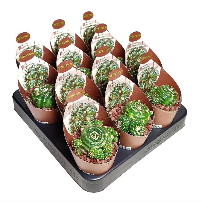 Нотокактус Юбельмана Монструозо (Notocactus Uebelmannianus Mostruoso) D6,5см