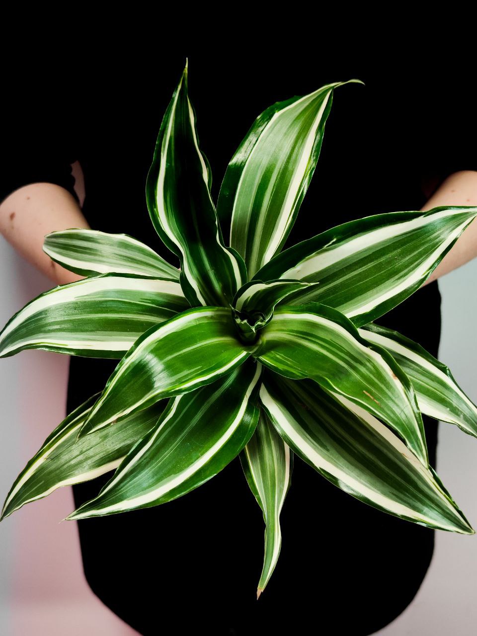 Драцена Вайт Джевел (Dracaena Dragontree White Jewel) D12см