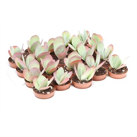 Каланхоэ Тирсифлора Ред Липс (Kalanchoe Thyrsiflora Red Lips) D5см