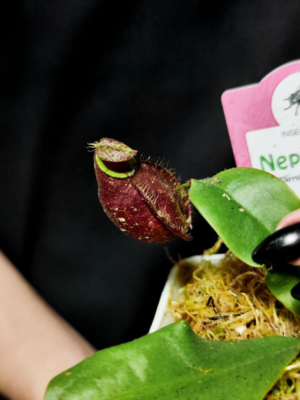 Непентес Ампулярия Красная (Nepenthes Ampullaria Red) D12см пересаженный