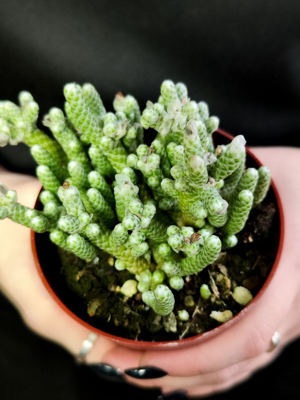 Авония Рекурвата (Avonia Recurvata) D8,5см