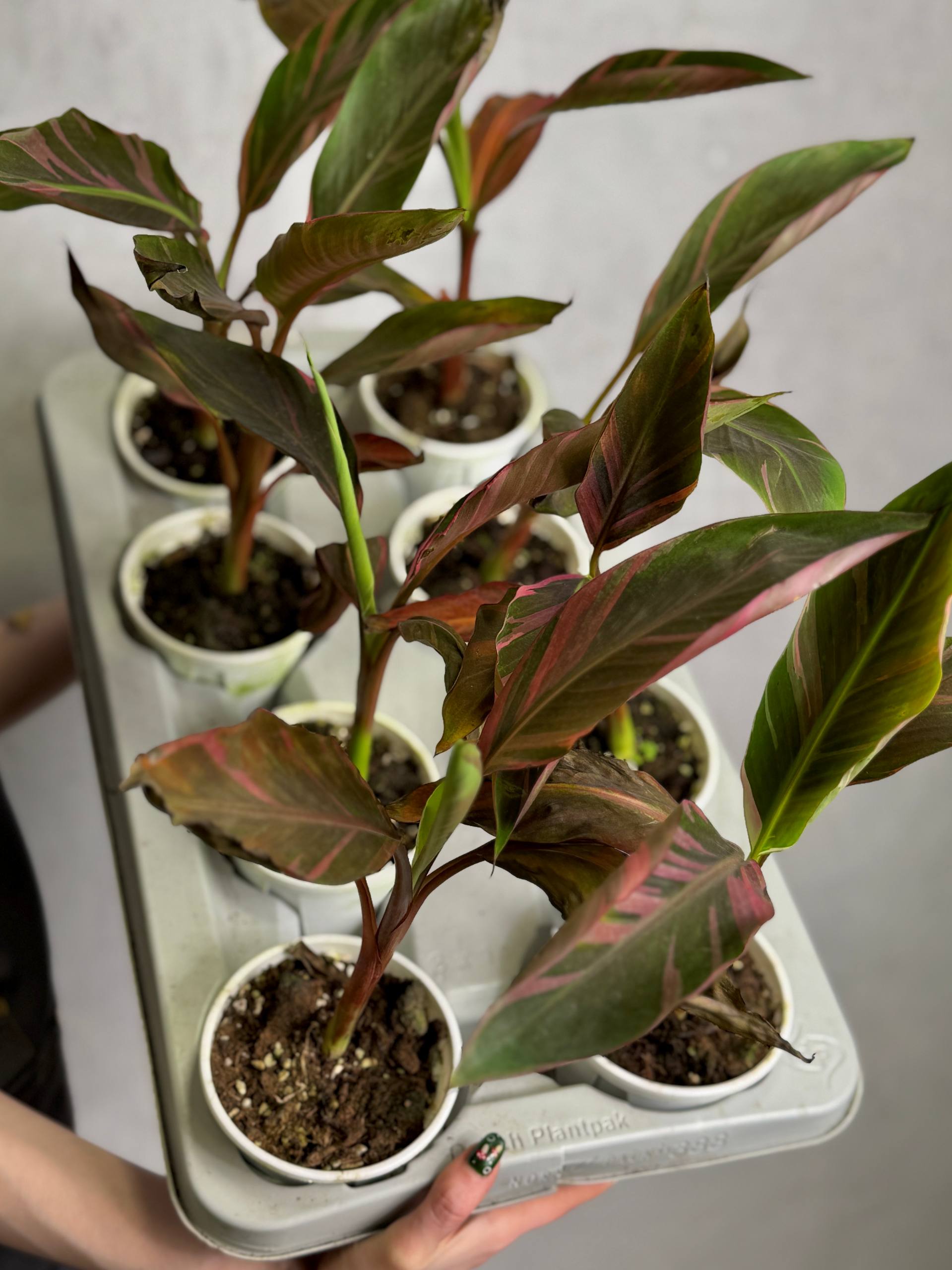 Розовый Вариегатный Банан Муса (Pink Variegated Banana Plant, Hybrid Musa) D11см