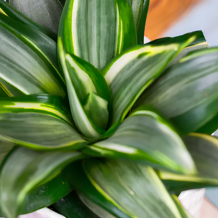 Сансевиерия Даймонд Ханни (Sansevieria Diamond Hahnii) D9см