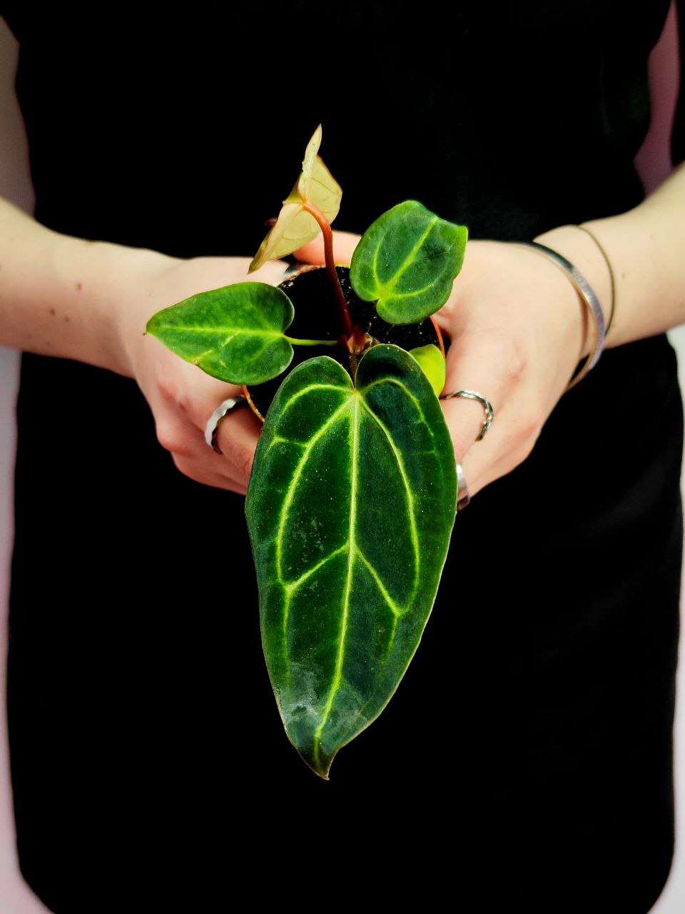 Антуриум Регал (Anthurium Regale) D6см