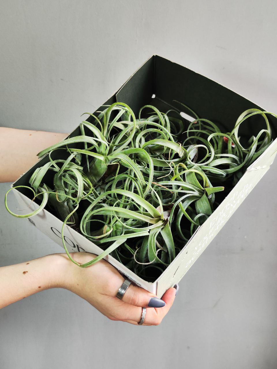 Тилландсия Курли Слим Мини (Tillandsia Сurly Slim)