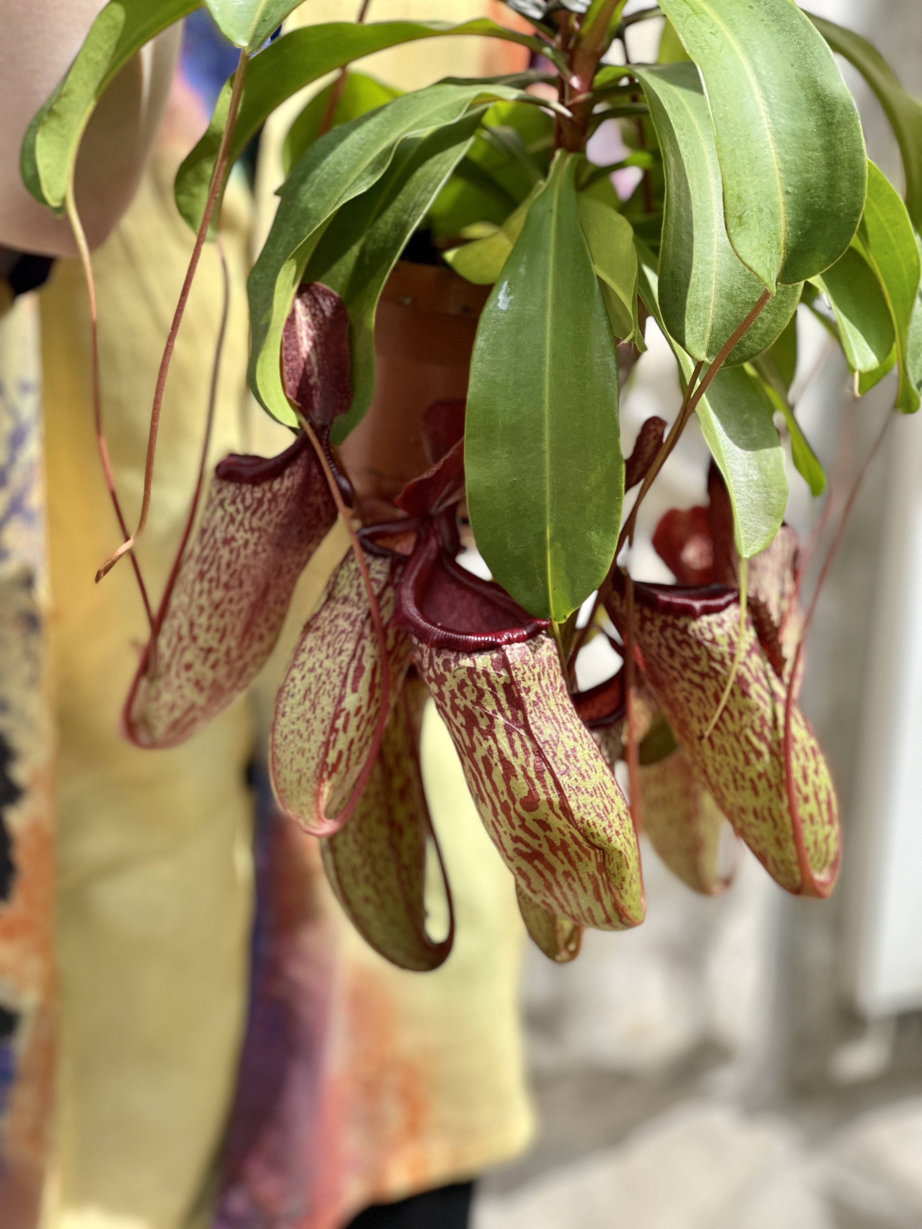 Непентес Сэм (Nepenthes Sam) D14см