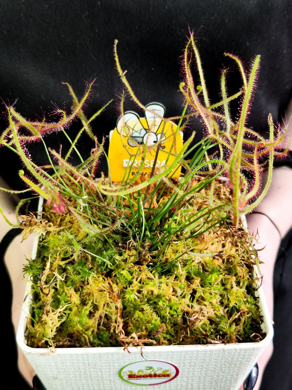 Росянка Бината (Drosera Binata) пересаженная 12см