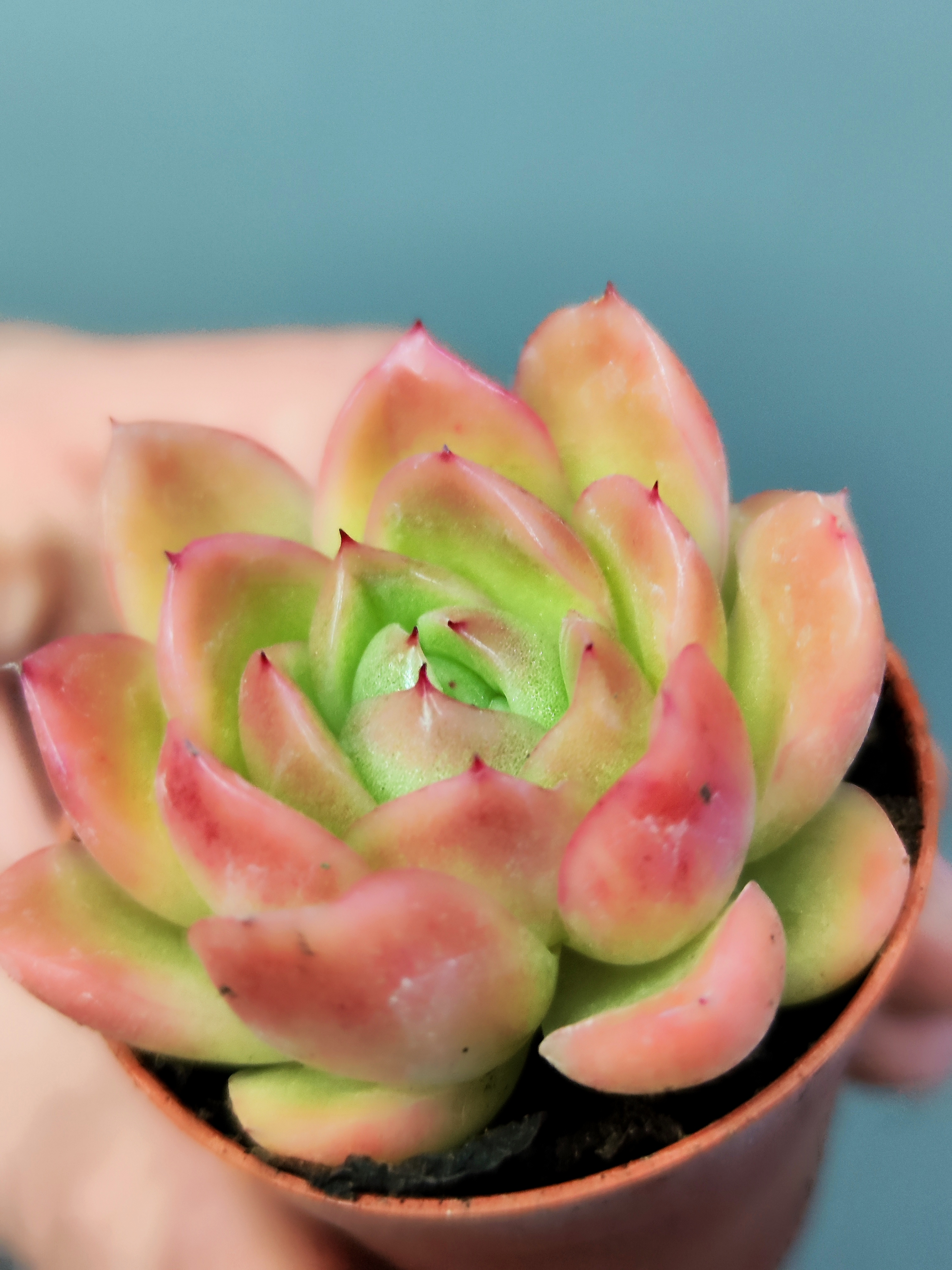 Эхеверия Гилва Ред (Echeveria Gilva Red) D5см