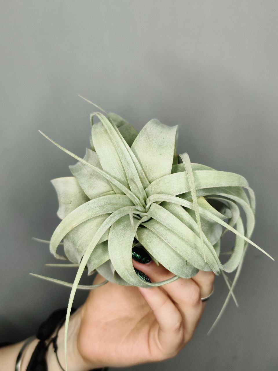 Тилландсия Ксерографика (Tillandsia Xerographica)